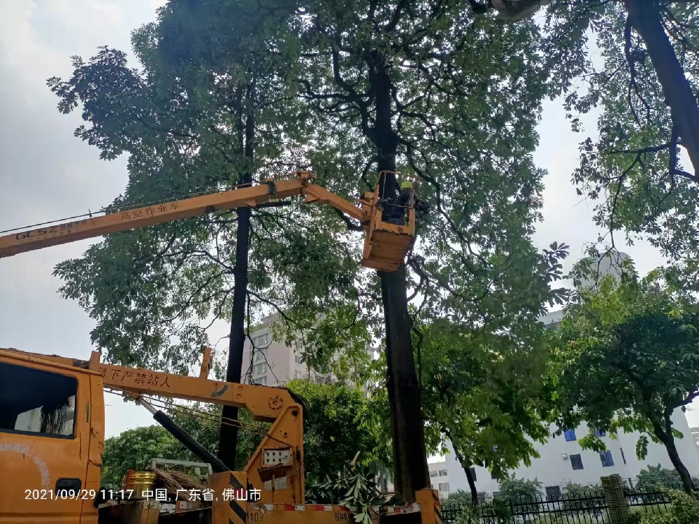 佛山高空樹木大樹枝條枝葉修剪